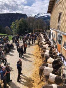 Beno Fhn-Zwingli Tom